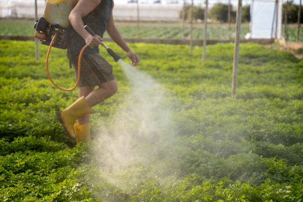 Best Pest Removal Services  in Firebaugh, CA